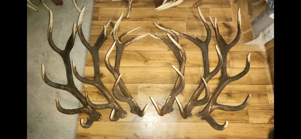 Poroża jelenia zrzuty