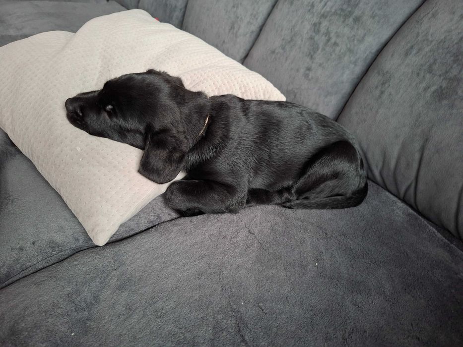 Labradory na sprzedaz