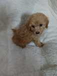 Caniche toy macho