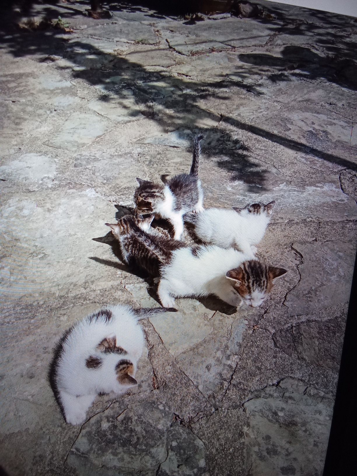 Gatinhos de um mês