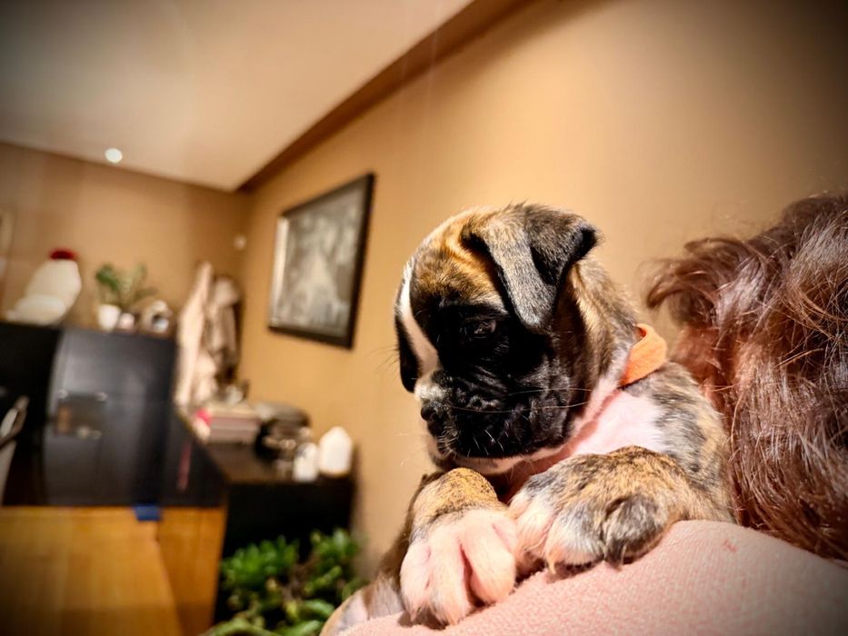 Cachorro Boxer excelente linhagem