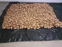 Venda de batatas consumo