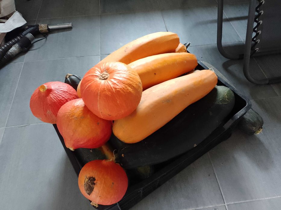 Cukinia ekologiczna 6 kg