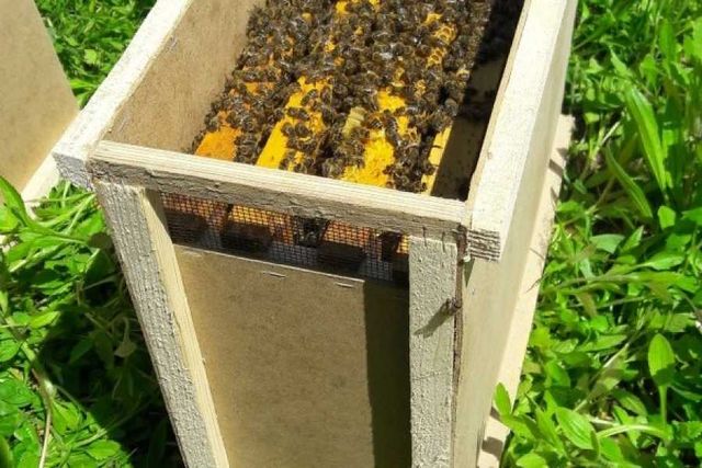 Бджолопакети і бджоли