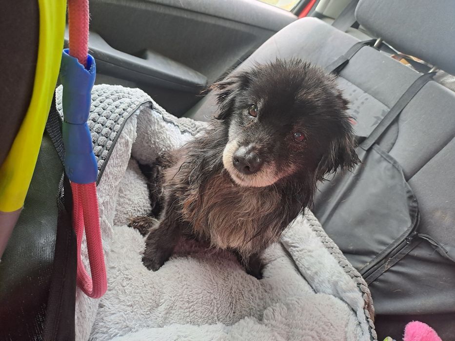 Misio.     6kilo pieska szuka domku