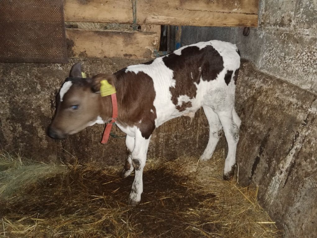 2 jałoszki i 5 byczków mm