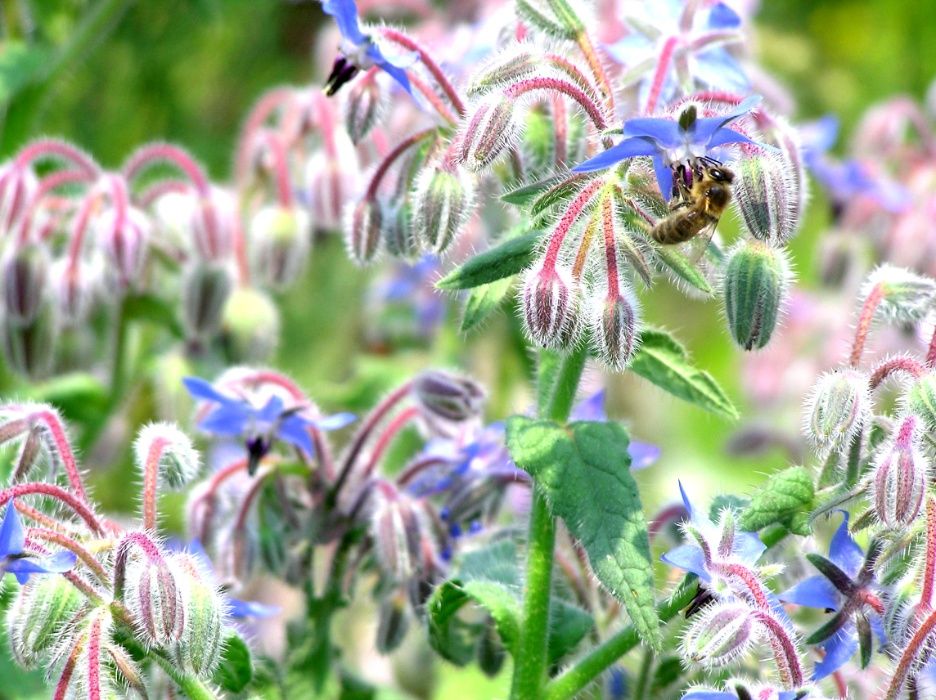 nasiona miododajny Ogórecznik Lekarski (Borago Officinalis) 100 gram