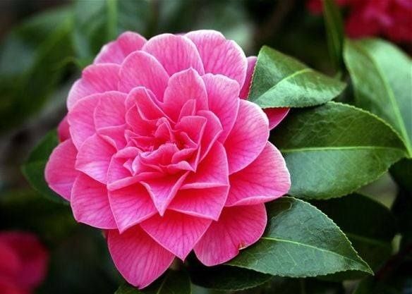 Kamelia japońska różowa