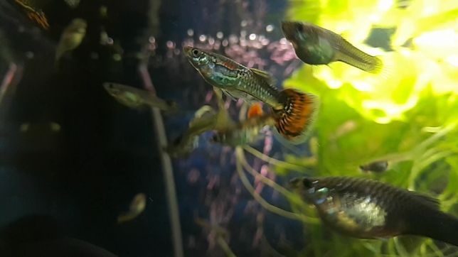 Рибки Гуппі, самці і самки