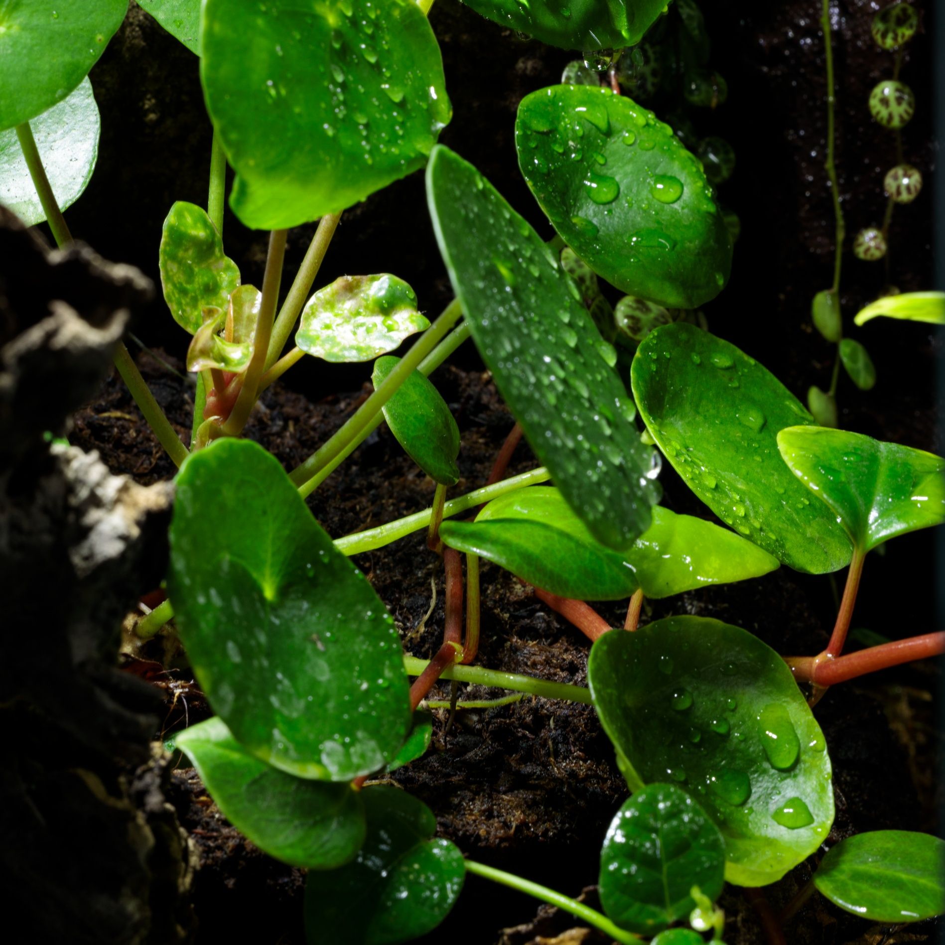 Terrarium tropikalne gekon paludarium 40/40/60