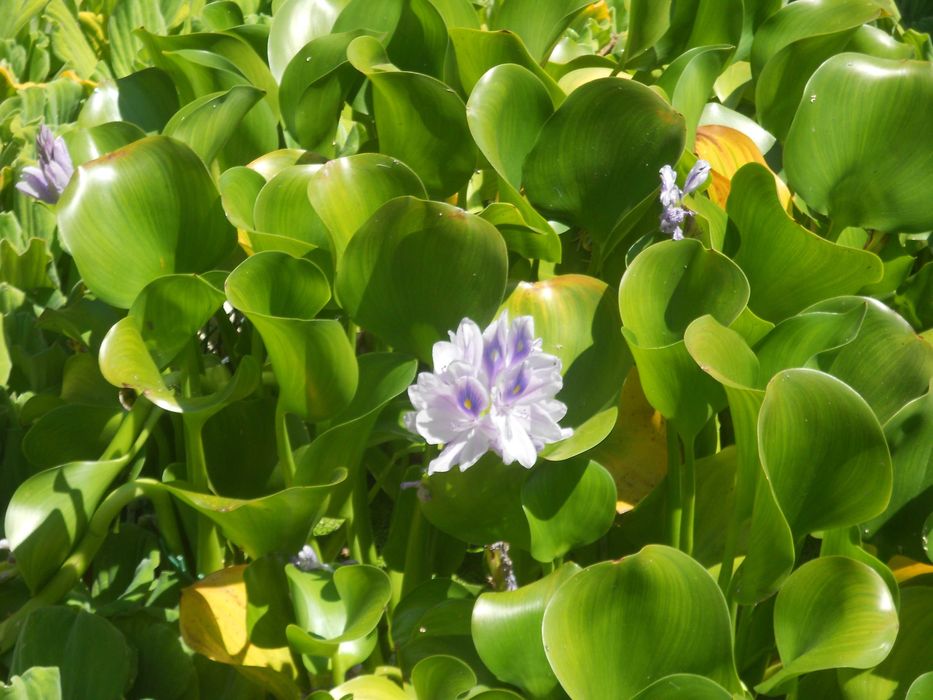 Planta aquatica flutuante lagos lagoas charcas filtros - com flor
