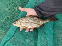 Płoć płotka (ploc plotka wzdrega )
