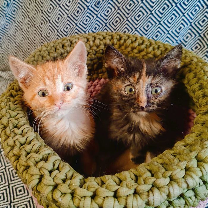 Котики шукають Дім!