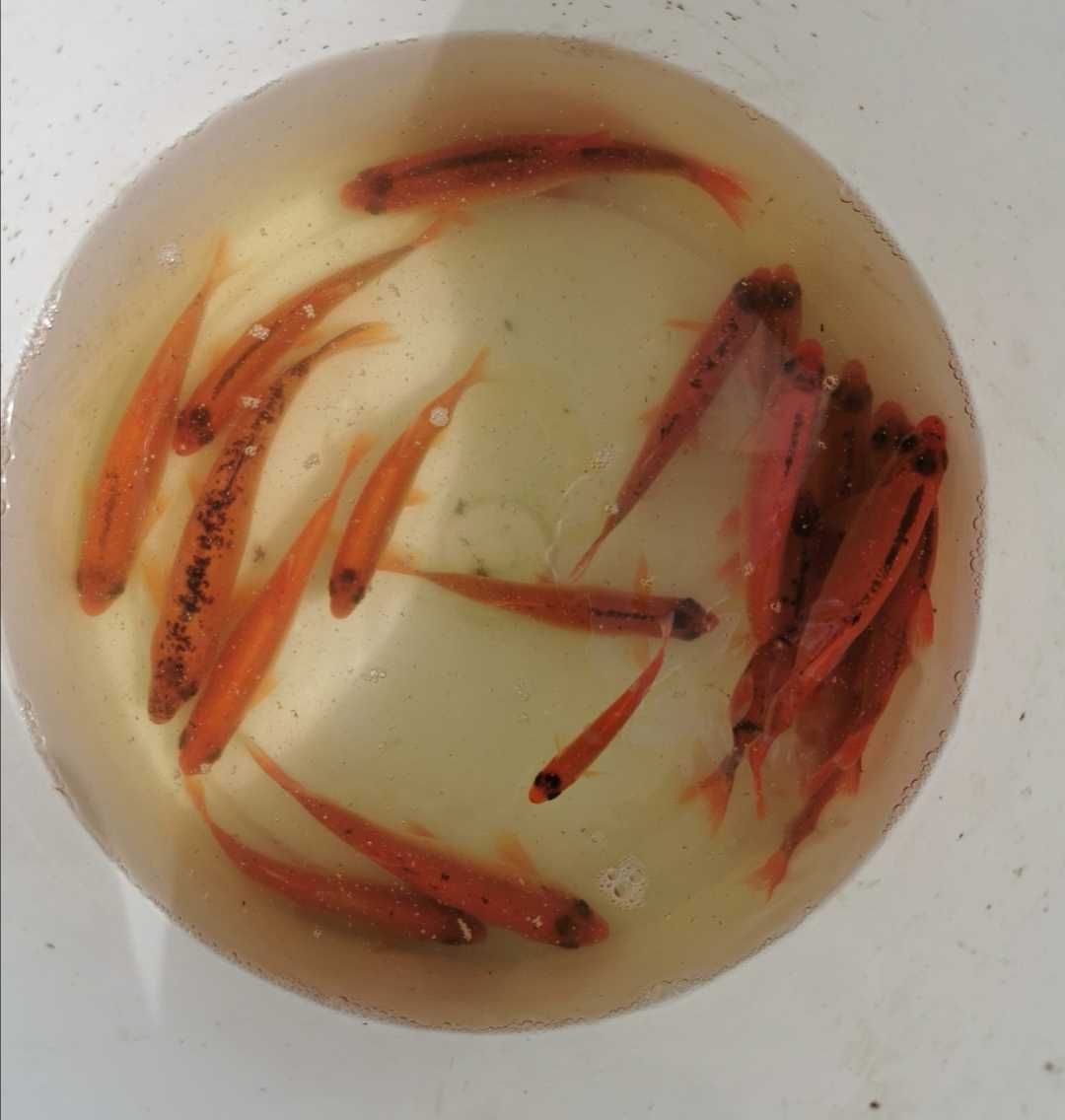 Ryby do stawów oczek wodnych karp karaś lin sum jesiotr sandacz orfa