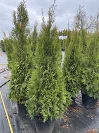 Tuje Szmaragdowe Tuja Thuja 180 cm 200 cm premium Gęste