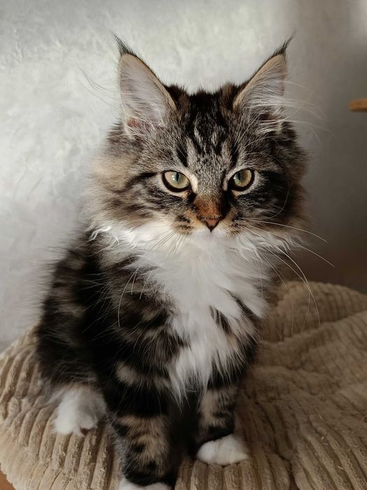 Urocza koteczka Syberyjska