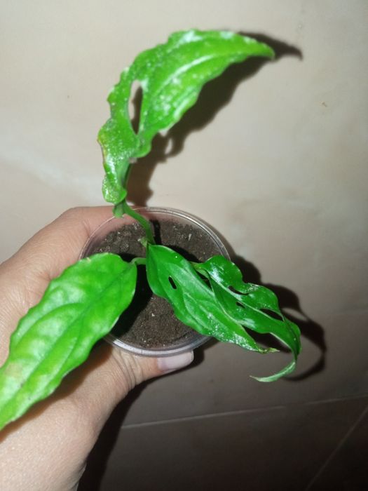 Монстера Обліква Перу