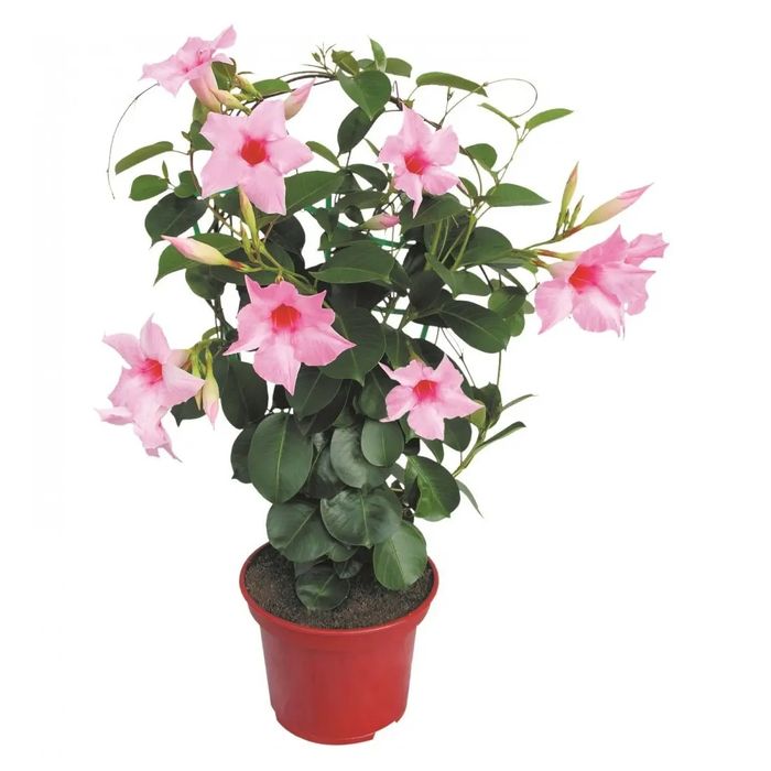 Дипладения мандевилла сандевила