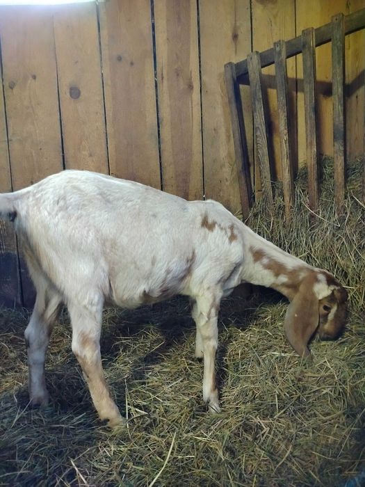 Sprzedam kozy anglonubijskie