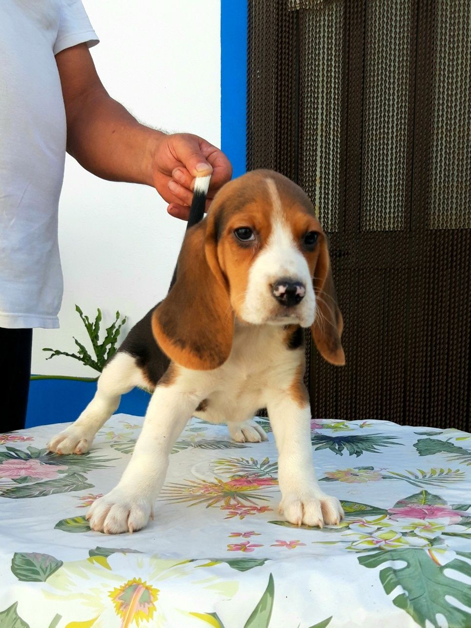 Beagle de excelente qualidade