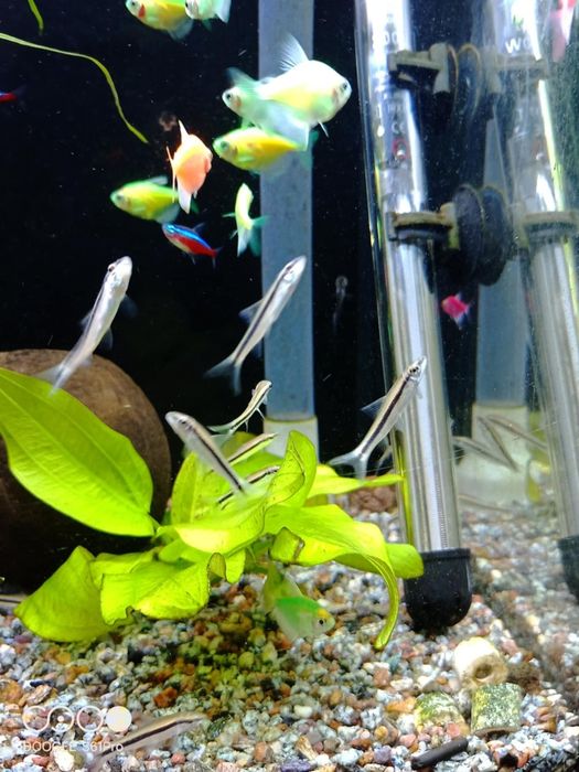 Rybki kosiarki-grubowarg.