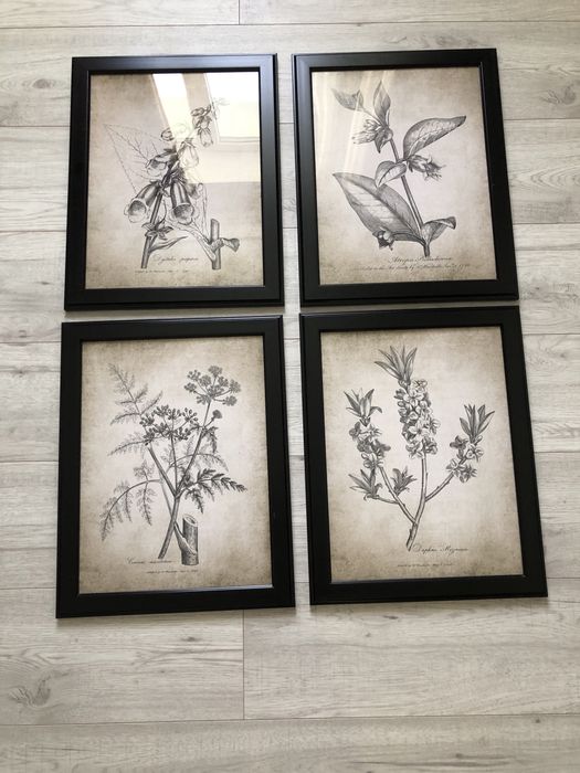 Набор картин ботаника