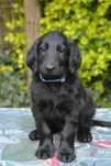 Flat Coated Retriever - czarny piesek