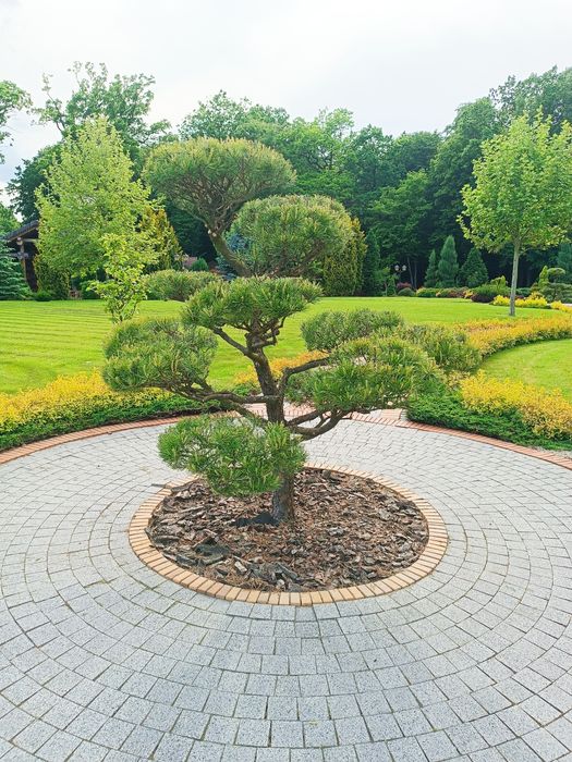 Бонсай, нівакі, топіар, стрижка, догляд