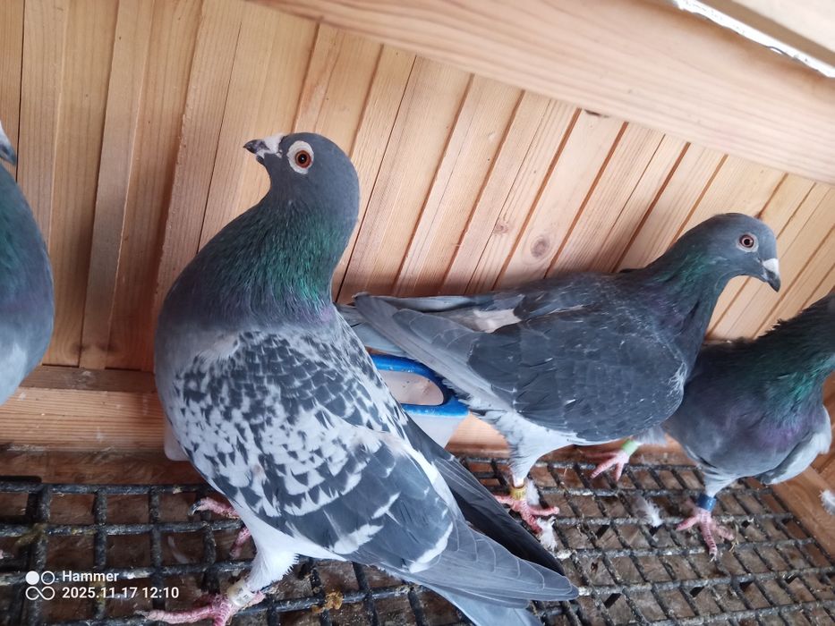 Sprzedam gołębie pocztowe zagraniczne Ro