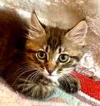 Мейнкун метис котенок тигровый  котик 3мес кошеня котята мейкун