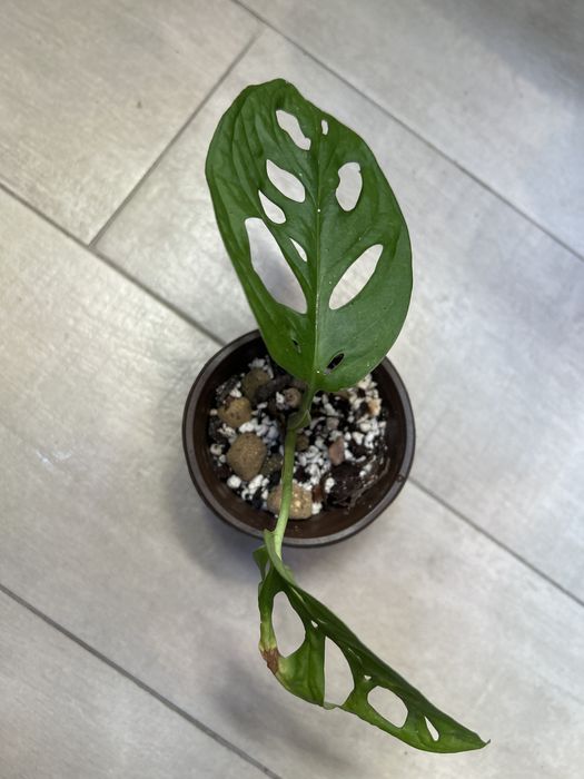 Monstera Adansonii