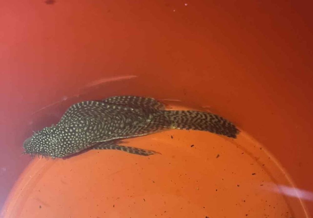 Sprzedam/zamienię glonojady weloniaste