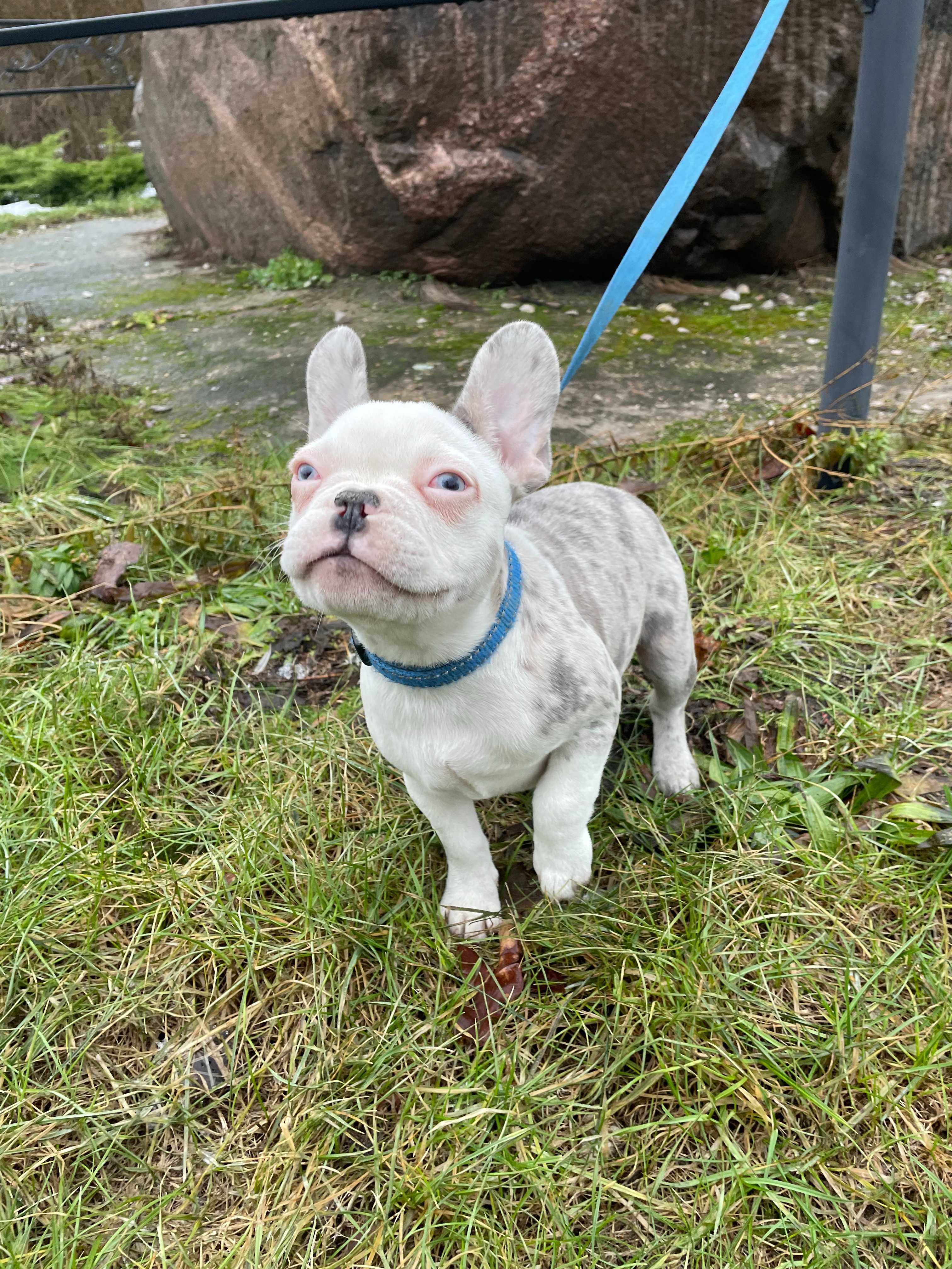 Buldog Francuski, pies Buldoga Francuskiego, nie suczka