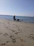 Dog walking e pet sitting