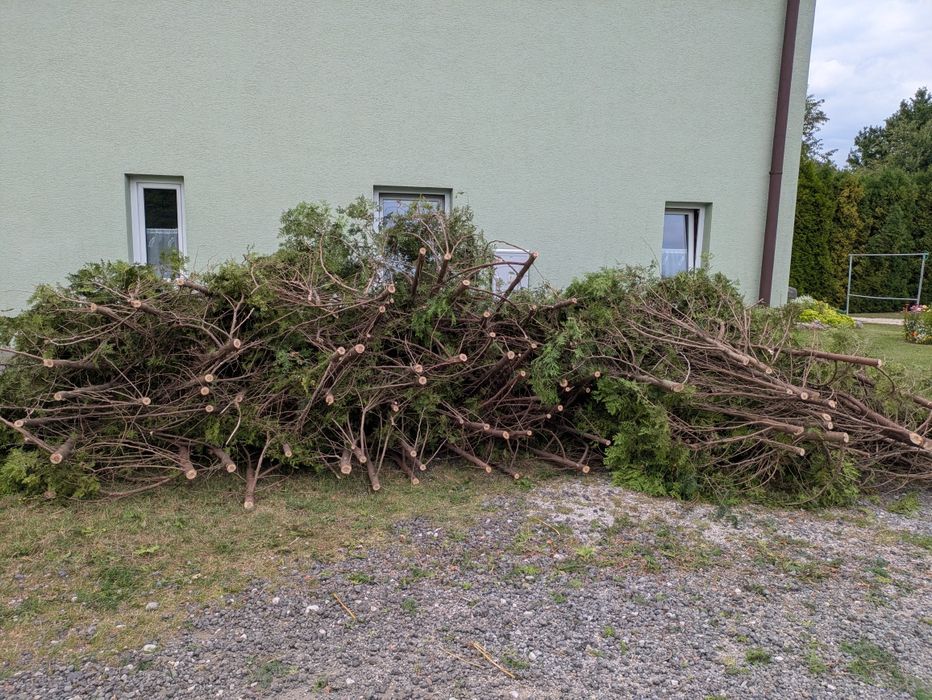 Oddam gałęzie thuji tuj dużo grube