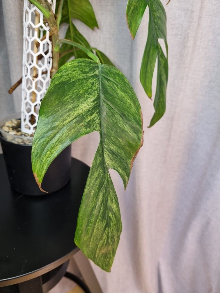 Epipremnum pinnatum cream mint cała roślina 9 liści lub pędówki