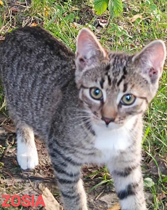 Z działek prosto do SERCA - potrzebna pilna adopcja