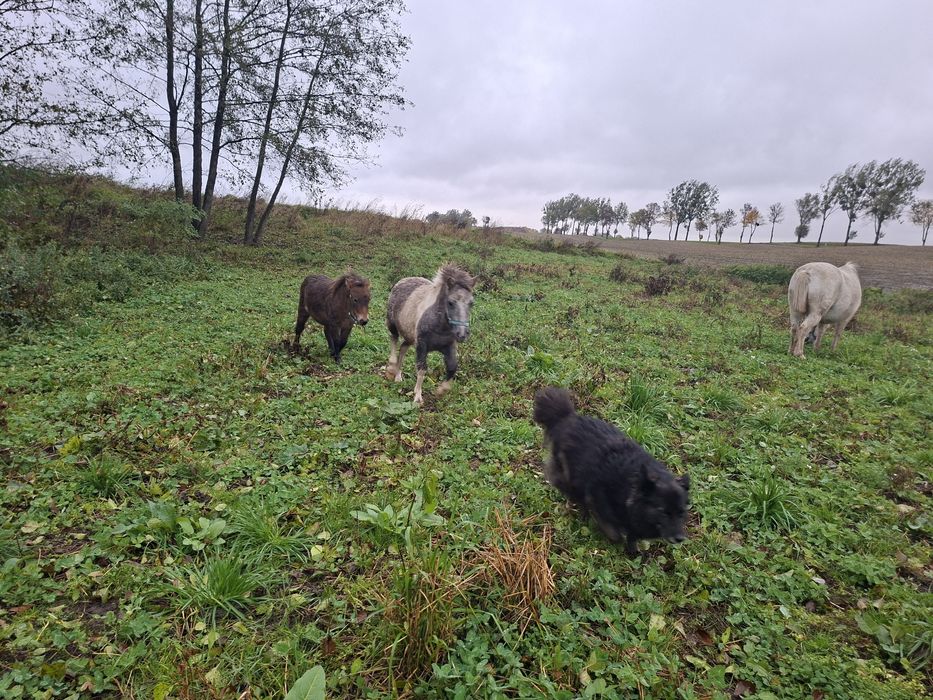 Kucyk klacz spokojna