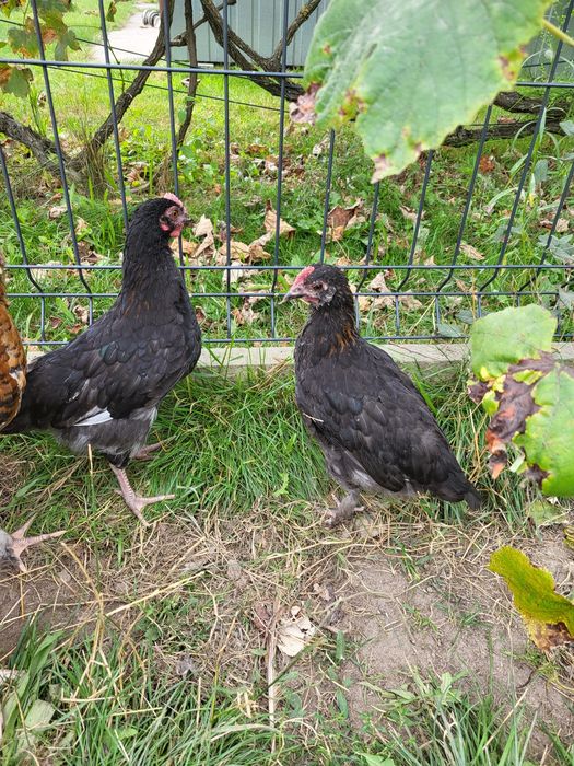 Kury kogutki marans