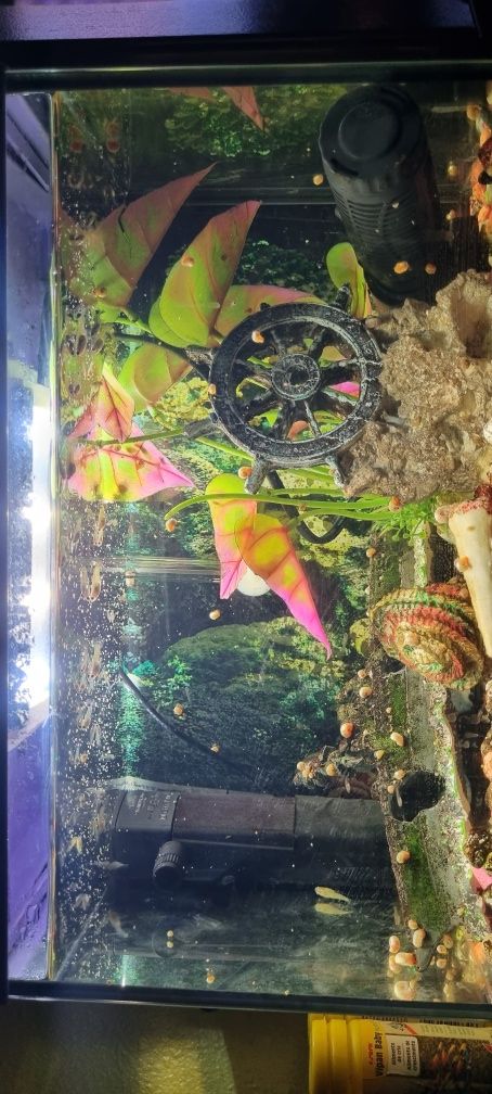 Guppys peixes de aquario