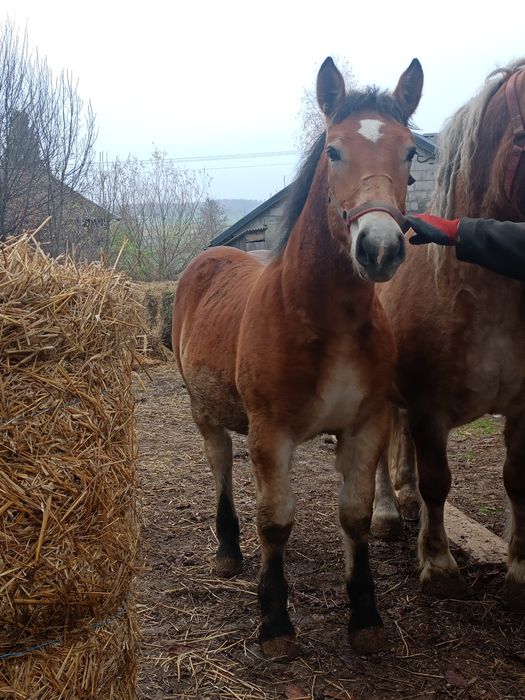 ogierek zimnokrwisty