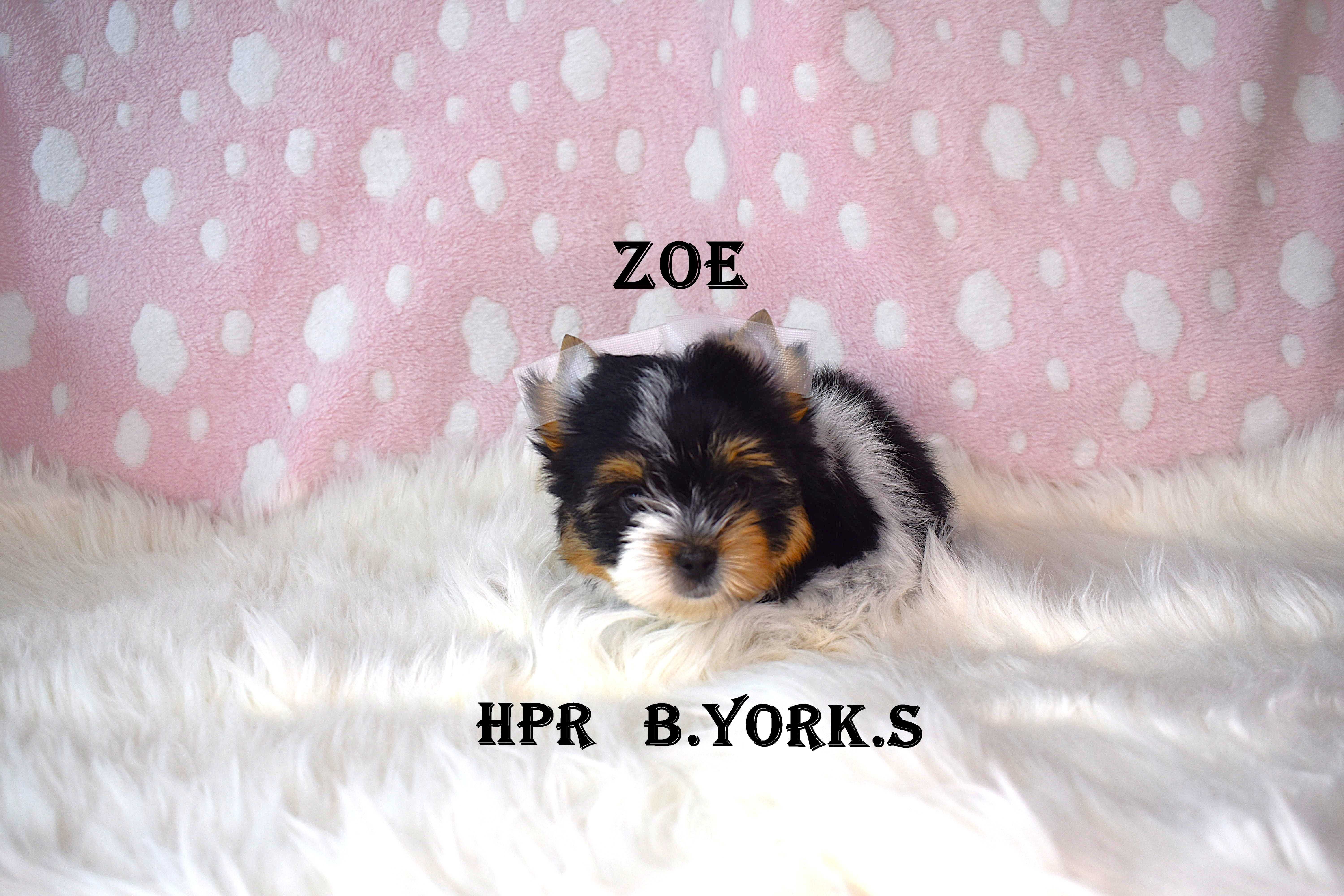 Biewer Yorkshire Terrier -suczka Zoe - do rezerwacji