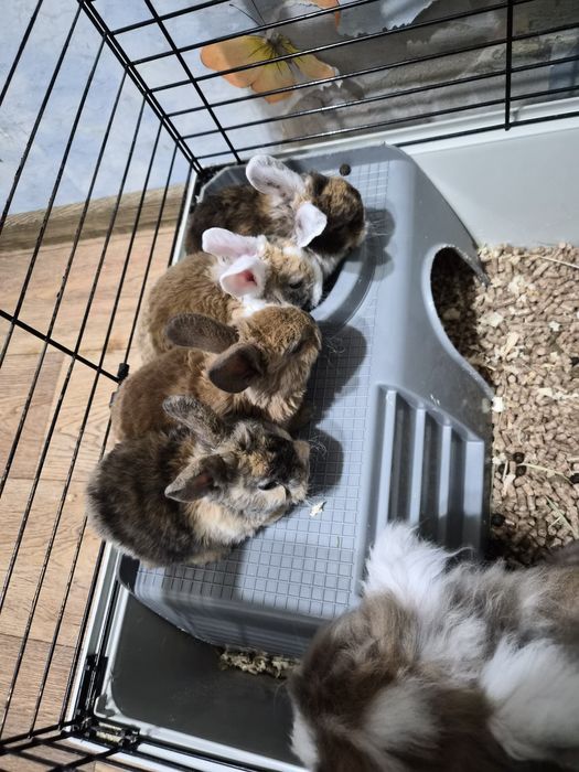 Декоративні кролики. Рекс міні. Гіпоалергенна порода