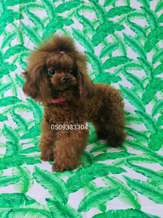 ‼️Импорт Китай холка 18 см ‼️