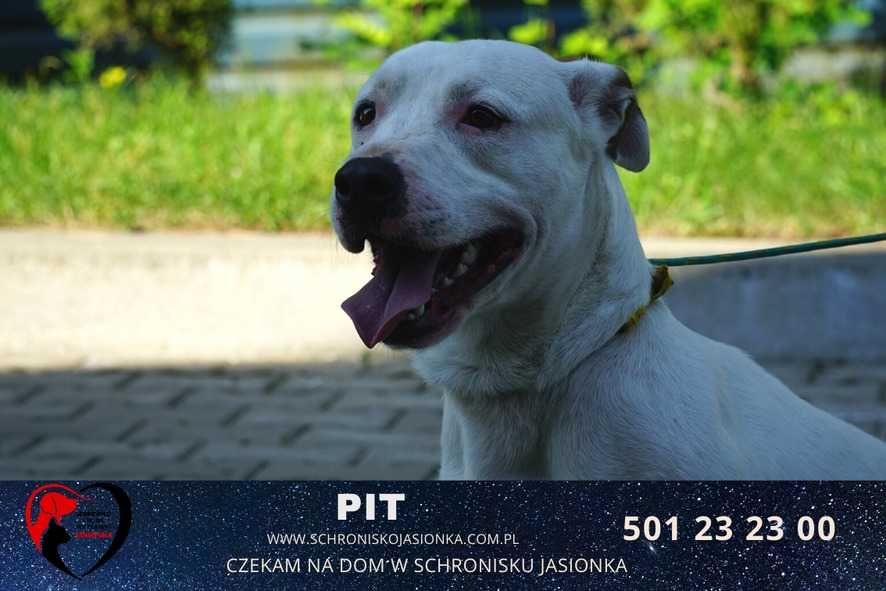American pit bull terrier   mix Pit szuka domu -schronisko - Jasionka