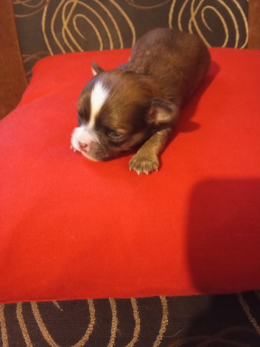 Rezerwacja suni Chihuahua długowłosa