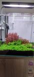 Rośliny z przycinki. Rotala blood Red, Bacopa salazannii purple, itd