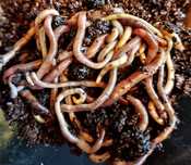 Minhocas para compostagem