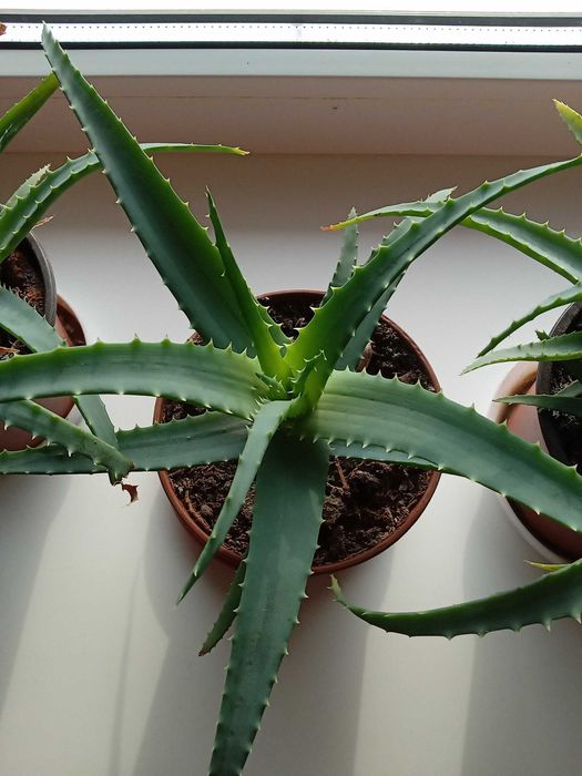 Ало́е (Aloe) — рід сукулентних рослин