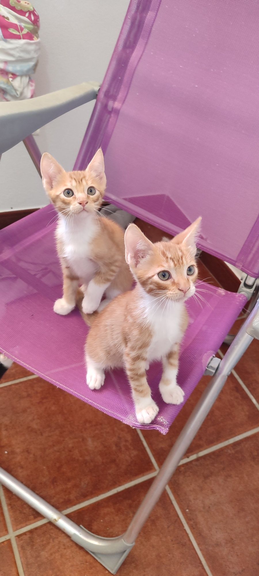 Gatinhos para adoção